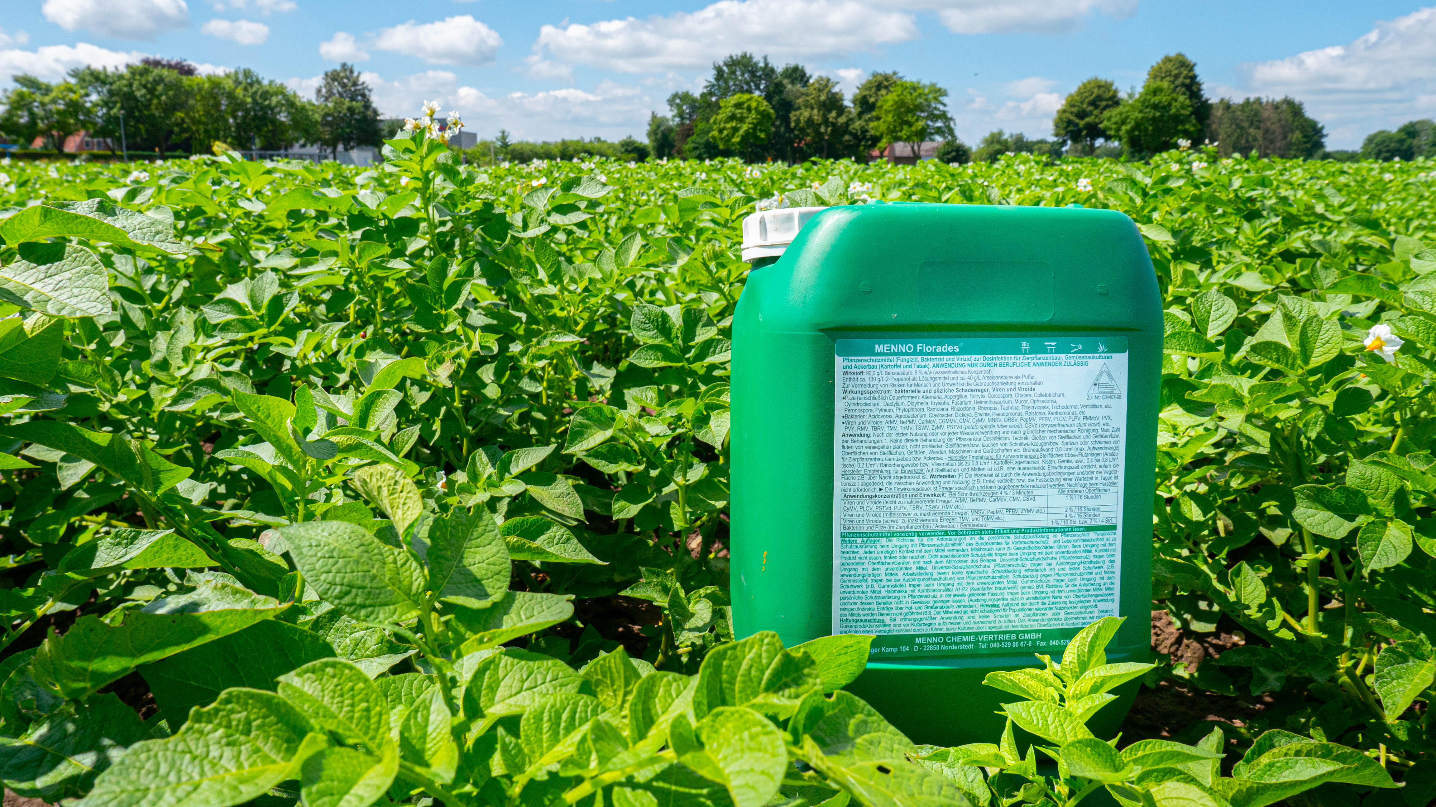 Florades on a potato field